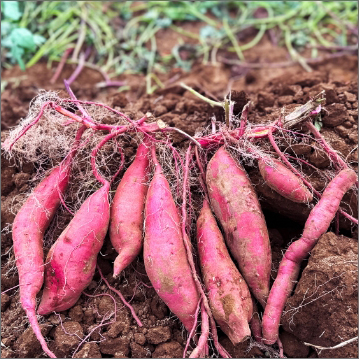 Sweet Potato