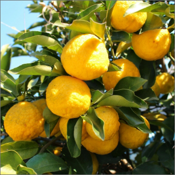 Citron