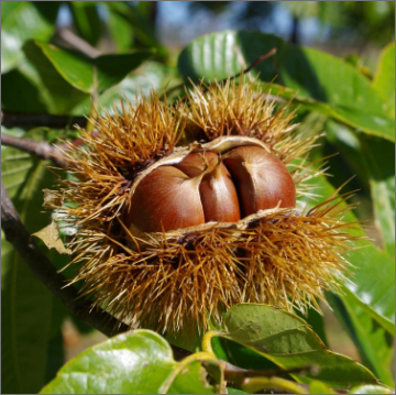 Chestnut