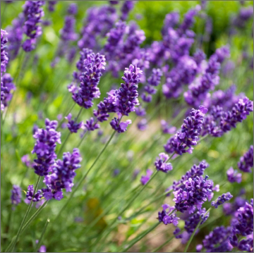 Lavender