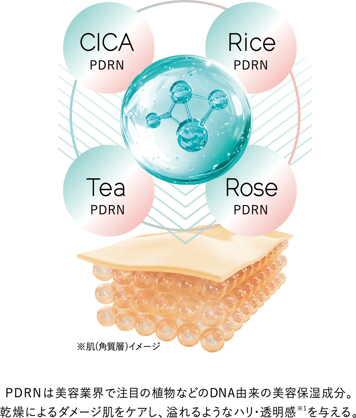 CICA PDRN、Rice PDRN、Tea PDRN、Rose PDRNの4種ナノカプセルと肌（角質層）イメージ。PDRNは美容業界で注目の植物などのDNA由来の美容保湿成分。乾燥によるダメージ肌をケアし、溢れるようなハリ・透明感※1を与える。